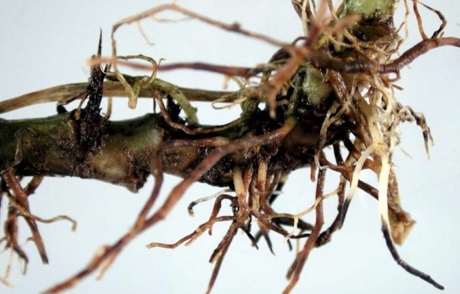 Black root rot
