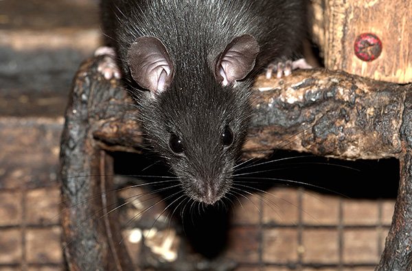 Černá krysa je v průměru menší než pasuk, ale má delší čenich a větší uši.