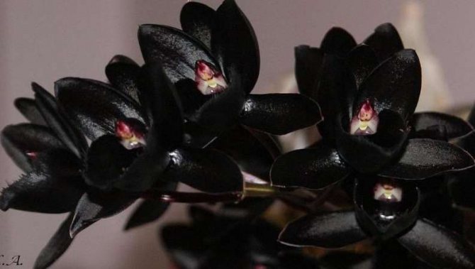 Черна орхидея: цвете. Снимка