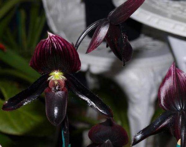Pasăre orhidee neagră