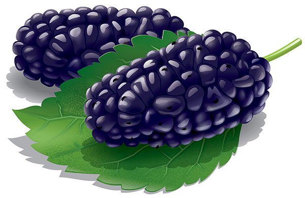 Black mulberry.