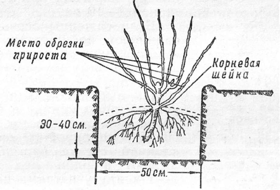 Касисът Selechenskaya 2 и Selechenskaya се засаждат по стандартната схема