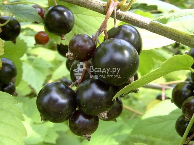 Black currant Spherical resistant to temperature extremes