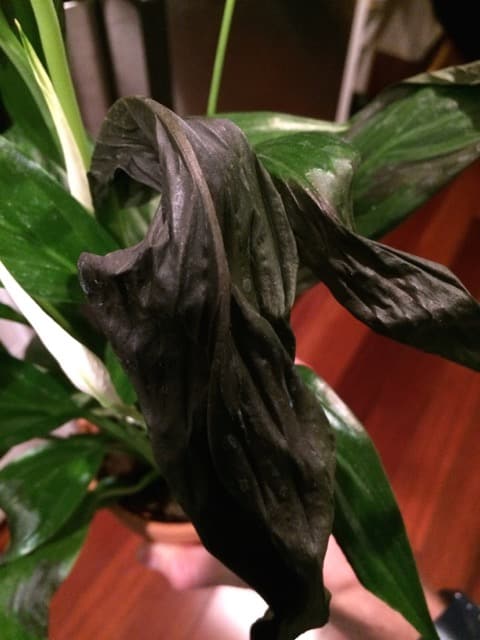 Växtblad blir svarta