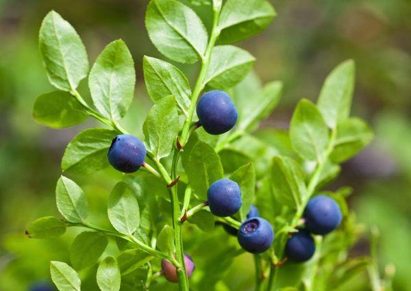 blueberries on the plot