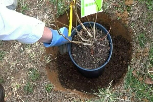 pěstování rostlin borůvek