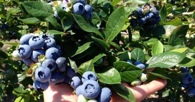 Blueberry in the garden