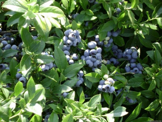 Blueberries are more comfortable in partial shade