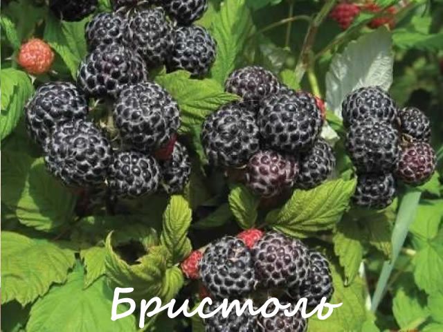 Black raspberry for central Russia