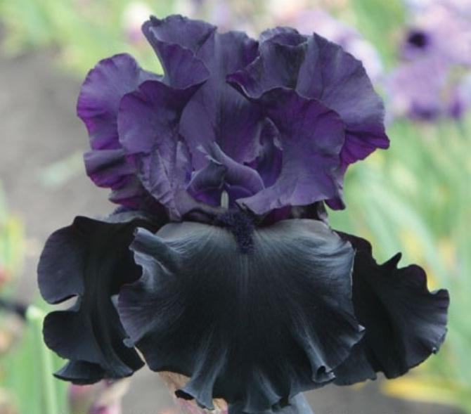 Iris hitam