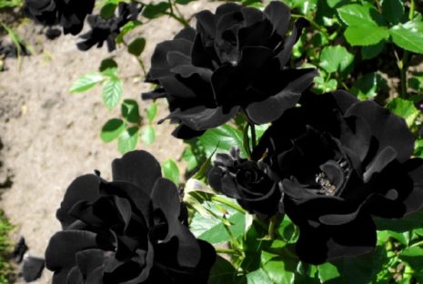 Svarta rosor
