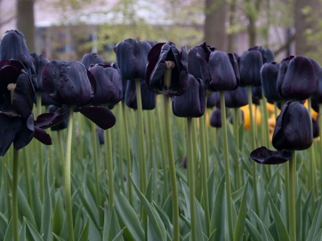 Tulip hitam