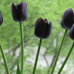 Tulip hitam