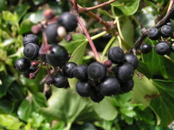 Black berries during ripening complement and emphasize the aesthetics of the composition created by ivy.
