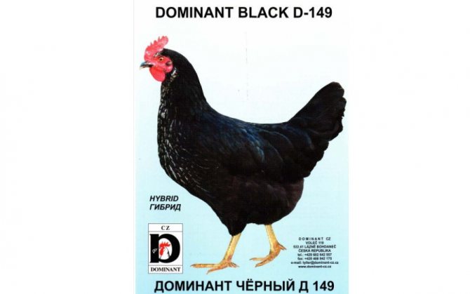 Black dominant