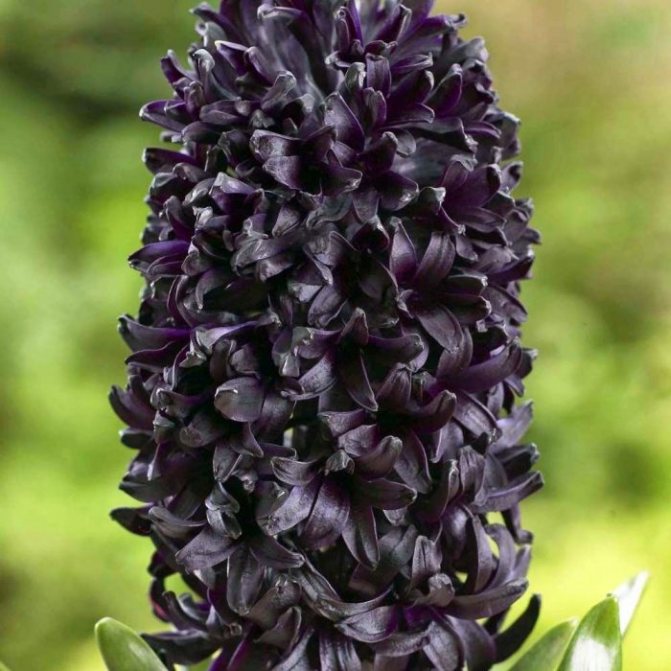 black hyacinth blooms due to good watering