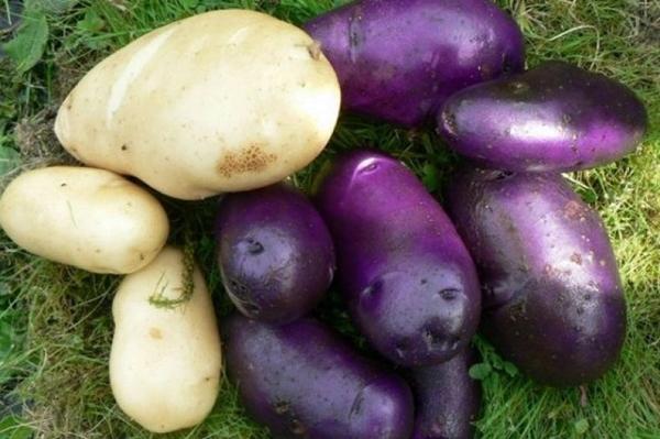 svarta och vita potatisar