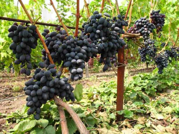 Soin aux raisins noirs