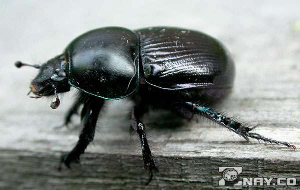 Black May beetle crawling into the apartment
