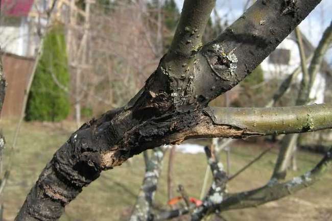 svart cancer på barken av ett äppelträd