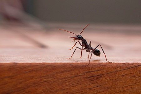 Черна градинска мравка в оранжерия