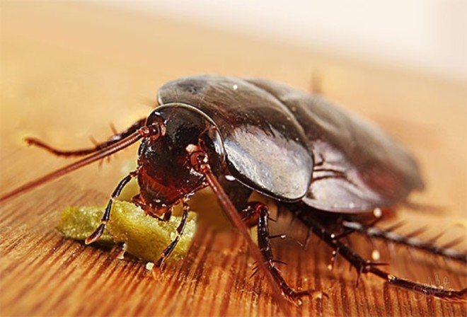 Gândac negru care mănâncă