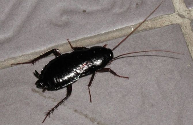 Black cockroach in the apartment