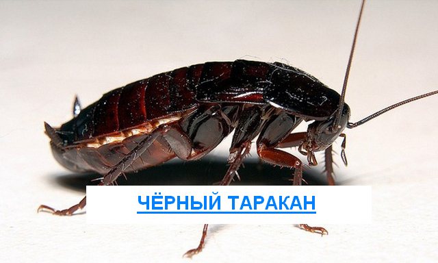Kumbang hitam