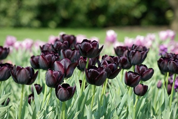 Tulip hitam "Raja Malam"