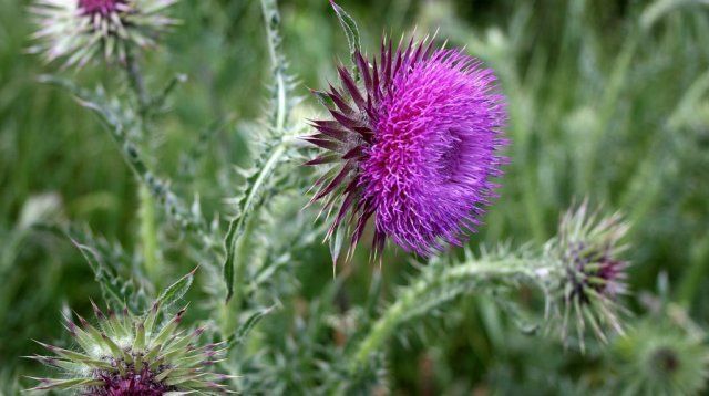 Wilted thistle