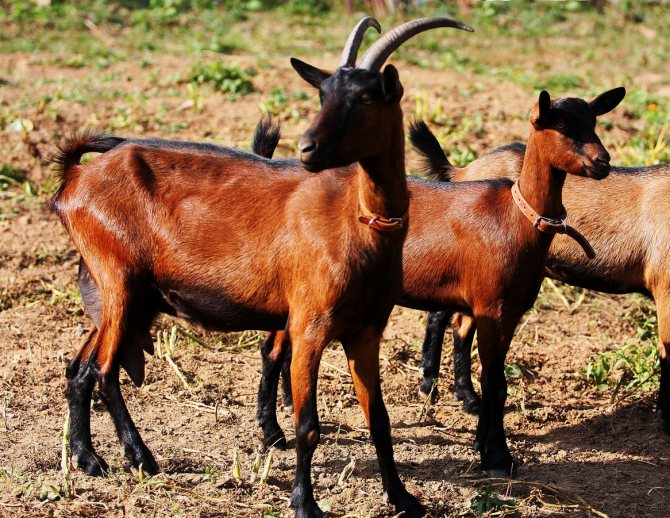 Czech brown goats