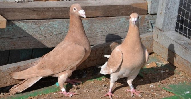 Czech pigeons