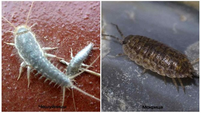 Silverfish and wood lice