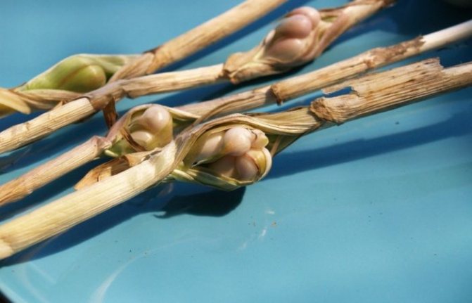 Garlic stalks