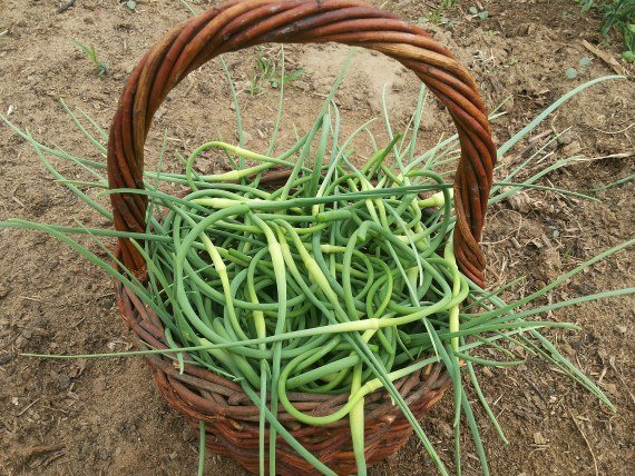 Anak panah bawang putih: faedah dan keburukan