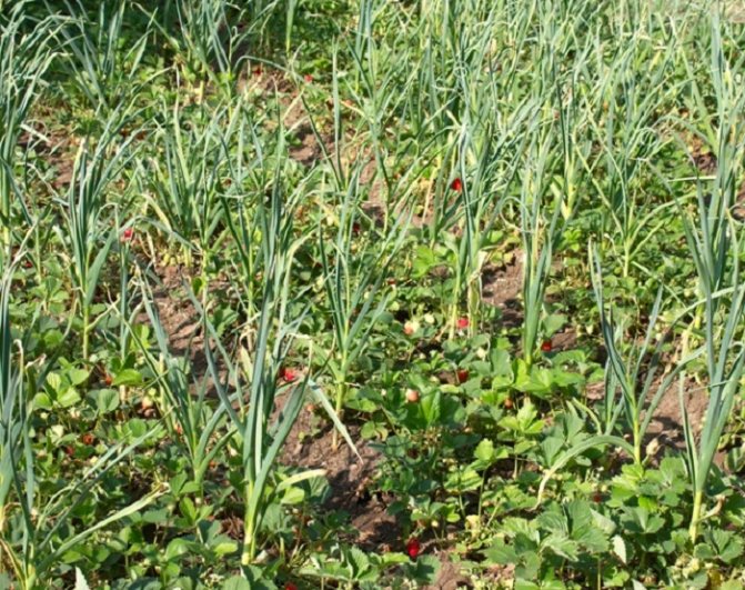 Garlic protects garden strawberries well from weevils, ticks, leaf beetles and nematodes.