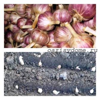 Garlic in the fall before winter: planting dates according to the lunar calendar, by region