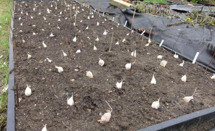 garlic soil preparation
