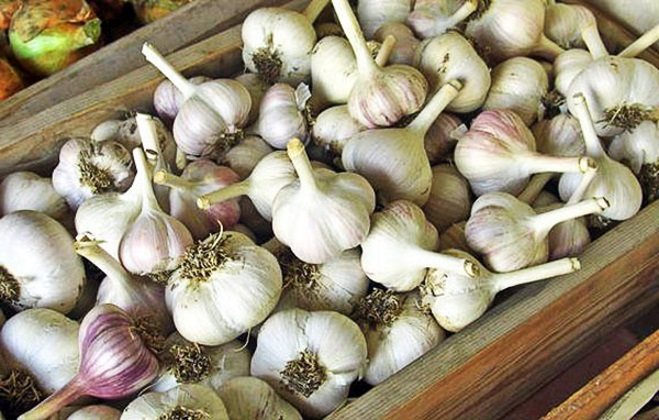 Garlic in wooden boxes