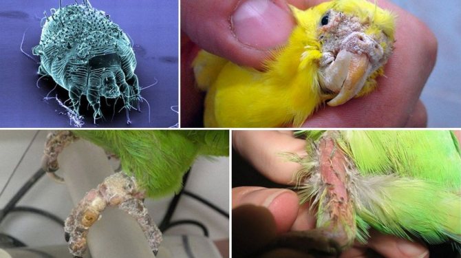Scabies mite in a parrot