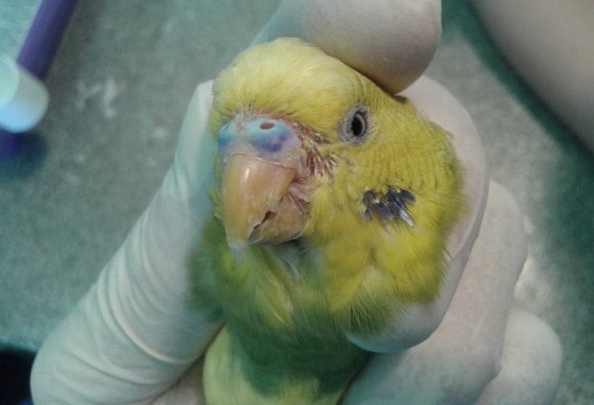 Scabia acariană într-un papagal