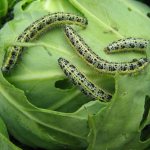 four caterpillars on cabbage