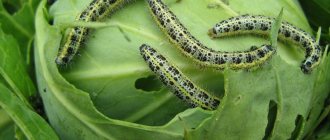 four caterpillars on cabbage
