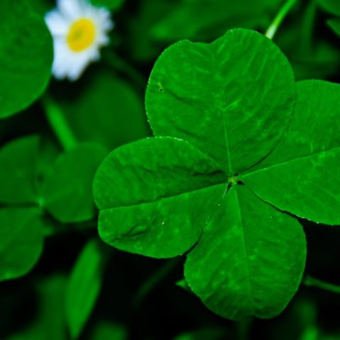 Four-leaf clover - meaning, how and where to find, popular varieties of clover