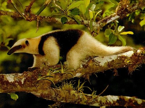 four-toed anteater