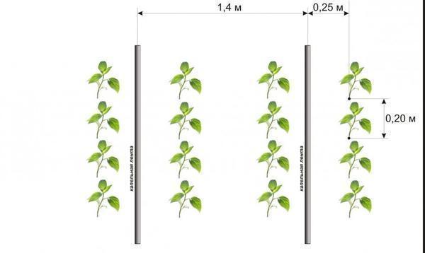 يجب ألا يزيد عدد النباتات لكل متر مربع عن 5 نباتات ، فكلما كانت الزراعة أكثر كثافة كلما انخفض المحصول