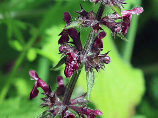 Forest chase (Stachys sylvatica)