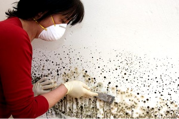 Curățarea pereților de mucegai