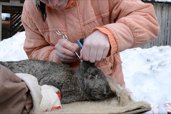 Rabbit ear cleaning