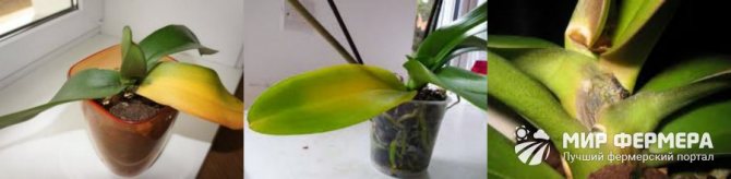 Over-watering the orchid